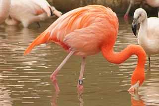 Phoenicopterus ruber - Kubaflamingo (Roter Flamingo, Flamingo)